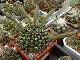 Нажмите на изображение для увеличения.

Название:	Pseudolobivia ancistrophora2 VG763.jpg
Просмотров:	558
Размер:	168.2 Кб
ID:	498188