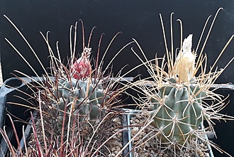 Нажмите на изображение для увеличения.

Название:	Glandulicactus uncinatus v. wrightii.jpg
Просмотров:	489
Размер:	233.6 Кб
ID:	498327