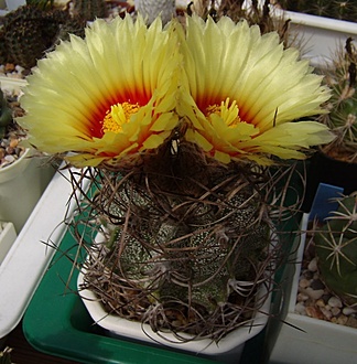 Нажмите на изображение для увеличения.

Название:	Astrophytum capricorne1.jpg
Просмотров:	568
Размер:	128.1 Кб
ID:	498393