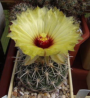 Нажмите на изображение для увеличения.

Название:	Coryphantha salinensis LH 86.jpg
Просмотров:	569
Размер:	202.6 Кб
ID:	498394