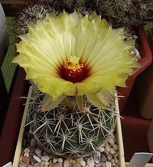 Нажмите на изображение для увеличения.

Название:	Coryphantha salinensis LH 86.jpg
Просмотров:	538
Размер:	202.6 Кб
ID:	498394