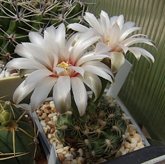 Нажмите на изображение для увеличения.

Название:	Gymnocalycium parvulum.jpg
Просмотров:	589
Размер:	110.8 Кб
ID:	498395