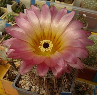 Нажмите на изображение для увеличения.

Название:	Notocactus rutilans.jpg
Просмотров:	569
Размер:	101.8 Кб
ID:	498396