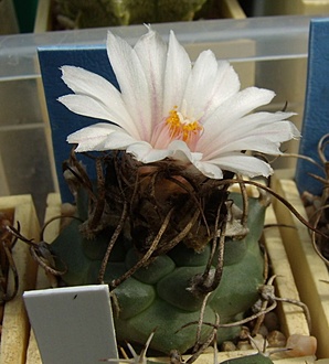 Нажмите на изображение для увеличения.

Название:	Turbinicarpus macrochele v. frailensis KS 093.jpg
Просмотров:	549
Размер:	156.3 Кб
ID:	498397