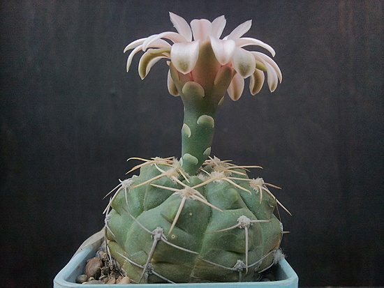 Нажмите на изображение для увеличения.

Название:	Gymnocalycium sutterianum 002.jpg
Просмотров:	536
Размер:	165.3 Кб
ID:	498415