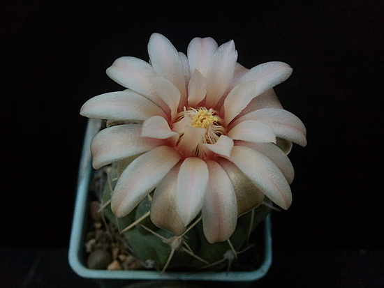 Нажмите на изображение для увеличения.

Название:	Gymnocalycium sutterianum 003.jpg
Просмотров:	535
Размер:	114.1 Кб
ID:	498416