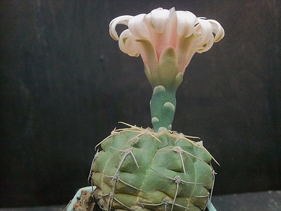 Нажмите на изображение для увеличения.

Название:	Gymnocalycium sutterianum 004.jpg
Просмотров:	536
Размер:	163.8 Кб
ID:	498417