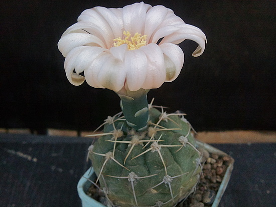 Нажмите на изображение для увеличения.

Название:	Gymnocalycium sutterianum 005.jpg
Просмотров:	543
Размер:	145.8 Кб
ID:	498418