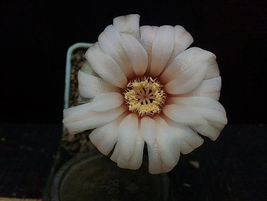 Нажмите на изображение для увеличения.

Название:	Gymnocalycium sutterianum 006.jpg
Просмотров:	531
Размер:	116.0 Кб
ID:	498419