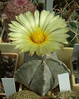 Нажмите на изображение для увеличения.

Название:	Astrophytum coahuilense.jpg
Просмотров:	548
Размер:	162.1 Кб
ID:	498477