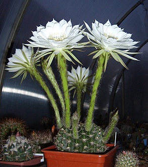 Нажмите на изображение для увеличения.

Название:	Pseudolobivia ancistrophora3 VG763.jpg
Просмотров:	497
Размер:	173.3 Кб
ID:	498479