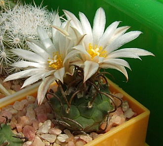 Нажмите на изображение для увеличения.

Название:	Turbinicarpus klinkerianus2.jpg
Просмотров:	496
Размер:	104.1 Кб
ID:	498481
