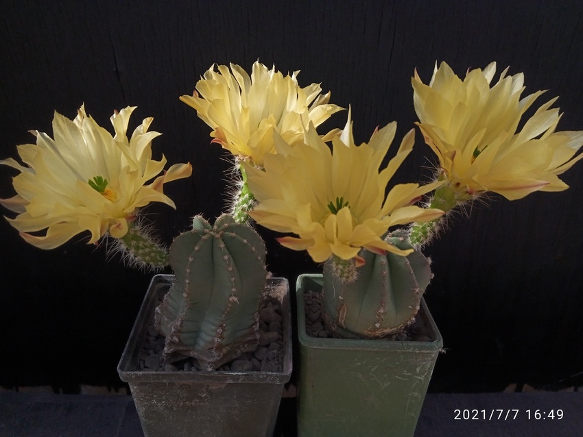 Нажмите на изображение для увеличения.  Название:	Echinocereus subinermus 2&amp;3 002.jpg Просмотров:	11 Размер:	149.9 Кб ID:	498508