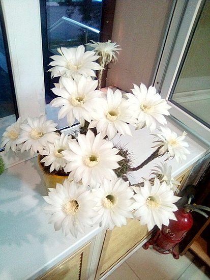 Нажмите на изображение для увеличения.

Название:	IMG_20210707_212038.jpg
Просмотров:	386
Размер:	192.9 Кб
ID:	498598