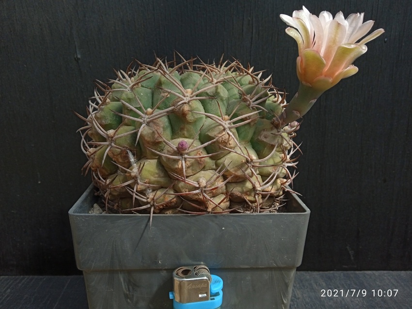 Нажмите на изображение для увеличения.

Название:	Gymnocalycium schickendantzii v.delaetii 005.jpg
Просмотров:	2877
Размер:	172.9 Кб
ID:	498631