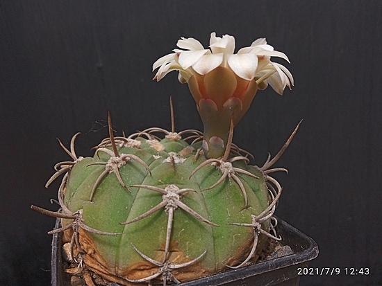 Нажмите на изображение для увеличения.

Название:	Gymnocalycium bayrianum 2.002.jpg
Просмотров:	467
Размер:	144.2 Кб
ID:	498635