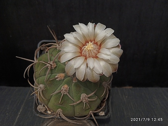 Нажмите на изображение для увеличения.

Название:	Gymnocalycium bayrianum 2.003.jpg
Просмотров:	451
Размер:	123.1 Кб
ID:	498636