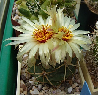Нажмите на изображение для увеличения.

Название:	Coryphantha connivens1 REP 143.jpg
Просмотров:	440
Размер:	118.9 Кб
ID:	498644
