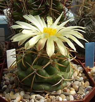 Нажмите на изображение для увеличения.

Название:	Coryphantha garessii LAU 1306.jpg
Просмотров:	418
Размер:	214.3 Кб
ID:	498645