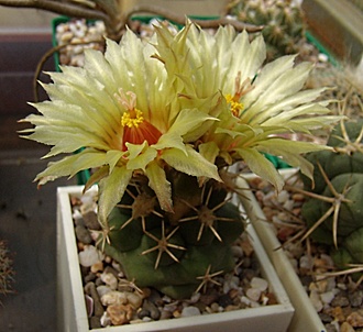 Нажмите на изображение для увеличения.

Название:	Coryphantha scheeri SB 843.jpg
Просмотров:	433
Размер:	98.1 Кб
ID:	498646
