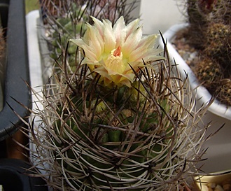 Нажмите на изображение для увеличения.

Название:	Pyrrhocactus eriosyzoidez v. domeykoensis.jpg
Просмотров:	437
Размер:	112.7 Кб
ID:	498649