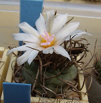 Нажмите на изображение для увеличения.

Название:	Turbinicarpus macrochele v. kupackii TCG 3002.jpg
Просмотров:	440
Размер:	87.7 Кб
ID:	498650
