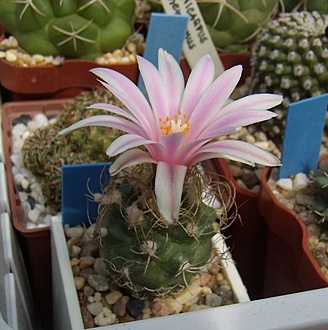 Нажмите на изображение для увеличения.

Название:	Turbinicarpus pseudomacrochele MZ 583.jpg
Просмотров:	438
Размер:	104.6 Кб
ID:	498651