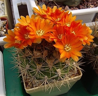 Нажмите на изображение для увеличения.

Название:	Weingartia neocumingii ssp. pulquinensis v. mairanensis2.jpg
Просмотров:	436
Размер:	139.1 Кб
ID:	498652
