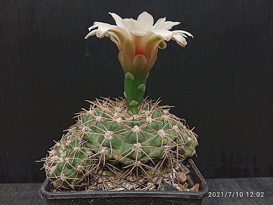 Нажмите на изображение для увеличения.

Название:	Gymnocalycium calochlorum v.roseiacanthum 1.006.jpg
Просмотров:	3155
Размер:	161.9 Кб
ID:	498777