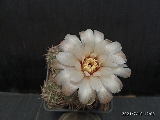 Нажмите на изображение для увеличения.

Название:	Gymnocalycium calochlorum v.roseiacanthum 1.007.jpg
Просмотров:	3103
Размер:	117.4 Кб
ID:	498778
