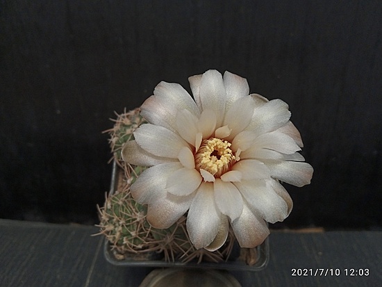 Нажмите на изображение для увеличения.

Название:	Gymnocalycium calochlorum v.roseiacanthum 1.007.jpg
Просмотров:	2837
Размер:	117.4 Кб
ID:	498778