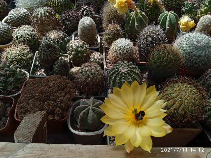 Нажмите на изображение для увеличения.

Название:	Echinocereus subinermus v.luteus 1.007.jpg
Просмотров:	540
Размер:	285.8 Кб
ID:	498942