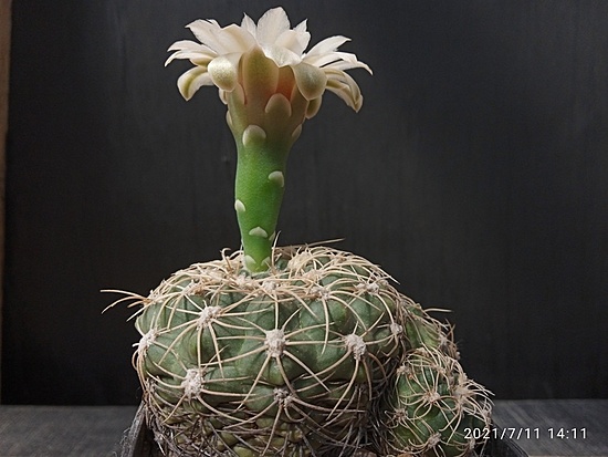 Нажмите на изображение для увеличения.  Название:	Gymnocalycium calochlorum 005.jpg Просмотров:	5 Размер:	145.0 Кб ID:	498946