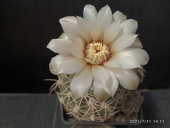 Нажмите на изображение для увеличения.  Название:	Gymnocalycium calochlorum 006.jpg Просмотров:	5 Размер:	126.7 Кб ID:	498947