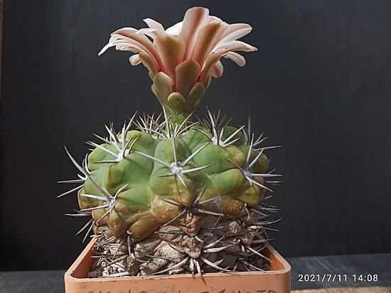 Нажмите на изображение для увеличения.  Название:	Gymnocalycium mostii 2.005.jpg Просмотров:	5 Размер:	151.9 Кб ID:	498948