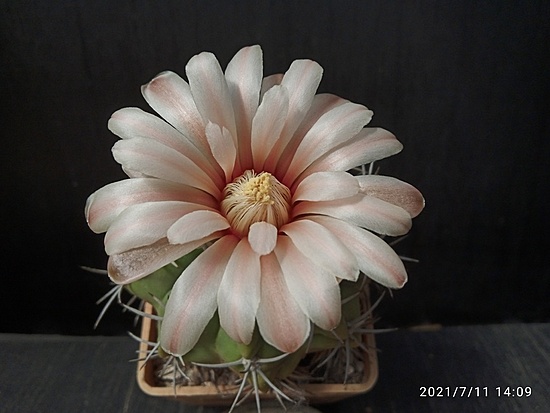 Нажмите на изображение для увеличения.  Название:	Gymnocalycium mostii 2.006.jpg Просмотров:	5 Размер:	121.6 Кб ID:	498949