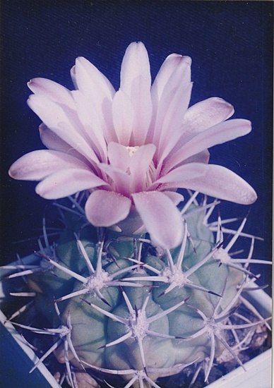 Нажмите на изображение для увеличения.  Название:	Gymnocalycium mostii 2.002.jpg Просмотров:	5 Размер:	145.6 Кб ID:	498950