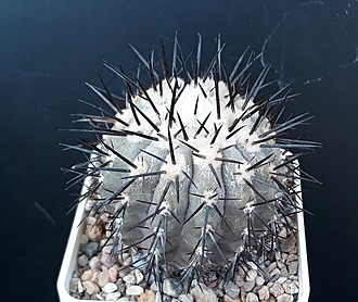 Нажмите на изображение для увеличения.

Название:	Copiapoa calderana.jpg
Просмотров:	543
Размер:	227.2 Кб
ID:	499046
