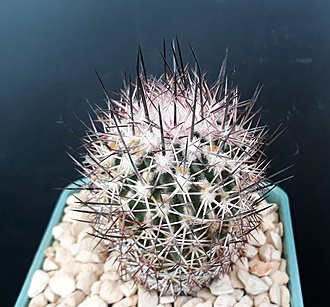 Нажмите на изображение для увеличения.

Название:	acunensis  short dense reddish grey spines.jpg
Просмотров:	459
Размер:	223.9 Кб
ID:	499057