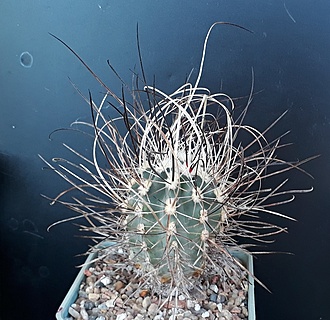 Нажмите на изображение для увеличения.

Название:	S.spinosior v schleseri SB1540 Nye Co, Nv, long darker spines.jpg
Просмотров:	628
Размер:	254.6 Кб
ID:	499099