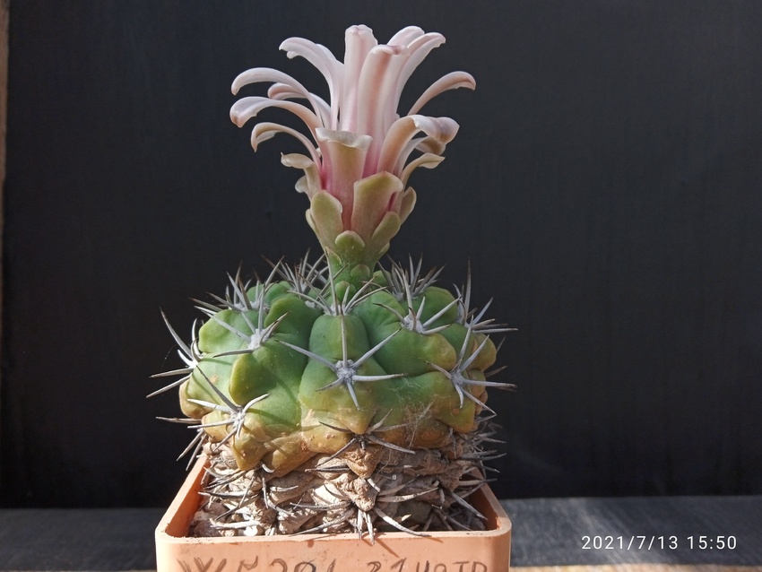 Нажмите на изображение для увеличения.

Название:	Gymnocalycium mostii 1.001b.jpg
Просмотров:	986
Размер:	145.1 Кб
ID:	499215