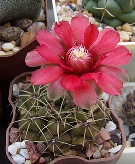 Нажмите на изображение для увеличения.

Название:	Gymnocalycium baldianum1.jpg
Просмотров:	400
Размер:	163.9 Кб
ID:	499355