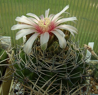 Нажмите на изображение для увеличения.

Название:	Gymnocalycium mostii VG1088.jpg
Просмотров:	392
Размер:	128.3 Кб
ID:	499356