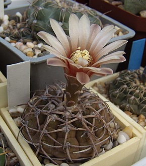 Нажмите на изображение для увеличения.

Название:	Gymnocalycium riojense VG 671.jpg
Просмотров:	395
Размер:	173.4 Кб
ID:	499358