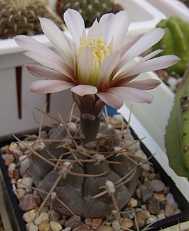Нажмите на изображение для увеличения.

Название:	Gymnocalycium striglianum v. aeneum VG 407.jpg
Просмотров:	410
Размер:	140.0 Кб
ID:	499359