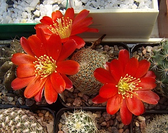 Нажмите на изображение для увеличения.

Название:	Aylostera heliosa v. solisioides2 RH 1024.jpg
Просмотров:	417
Размер:	131.5 Кб
ID:	499366