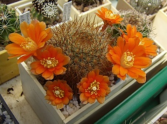 Нажмите на изображение для увеличения.

Название:	Rebutia kieslingii2 WR694.jpg
Просмотров:	401
Размер:	106.3 Кб
ID:	499375
