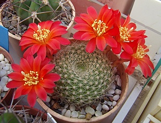 Нажмите на изображение для увеличения.

Название:	Rebutia Senilis «grandiflora» RW63-1.jpg
Просмотров:	380
Размер:	122.1 Кб
ID:	499376