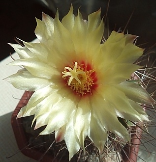 Нажмите на изображение для увеличения.

Название:	MG 505 - Hamatocactus setispinus “hamatus” SB 858 Cameron Co, Tx.jpg
Просмотров:	346
Размер:	169.1 Кб
ID:	499435