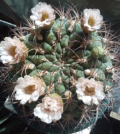 Нажмите на изображение для увеличения.

Название:	Gymnocalycium saglionis var.  tucumanense-2021.jpg
Просмотров:	1551
Размер:	285.6 Кб
ID:	499437